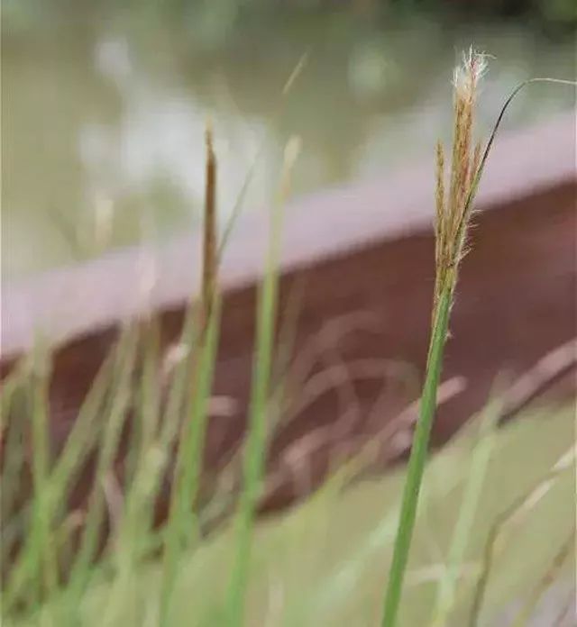 雨水花园植物区,雨水花园水生植物
