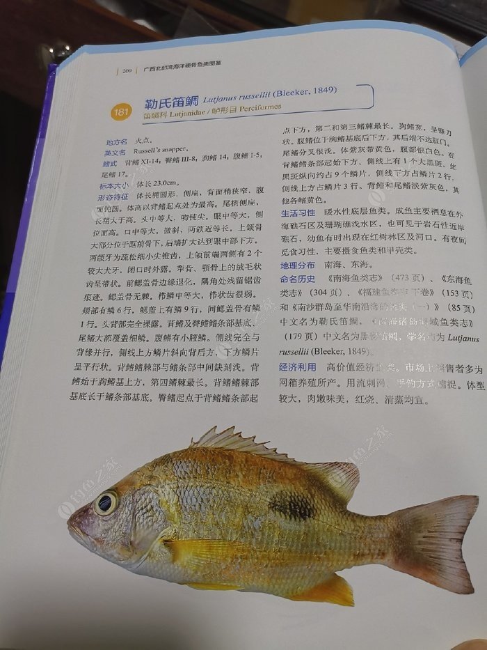 矶钓一竿远,精彩矶钓