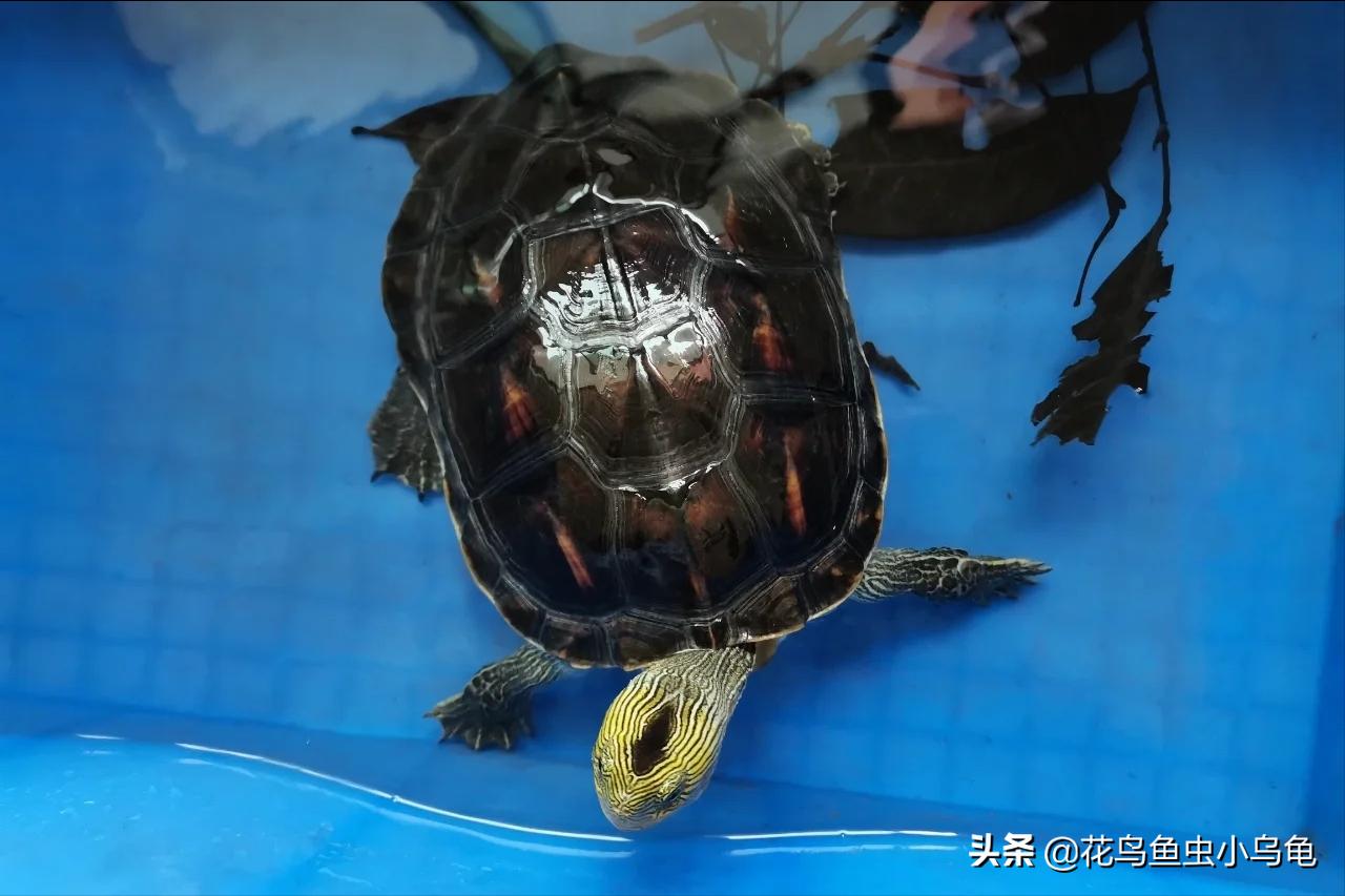 最常见的几种乌龟的品种,常见乌龟的种类及图片介绍