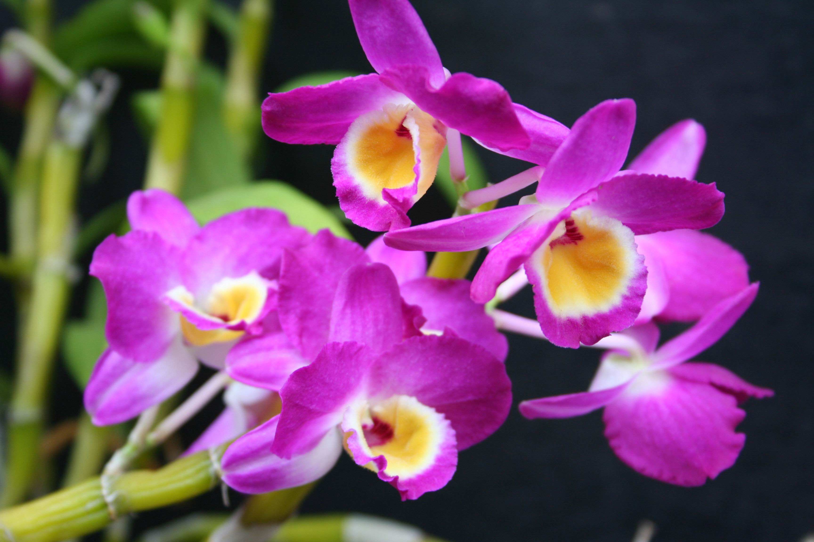 翅萼石斛开花后还会开花吗,石斛开花之后第二年能开花吗