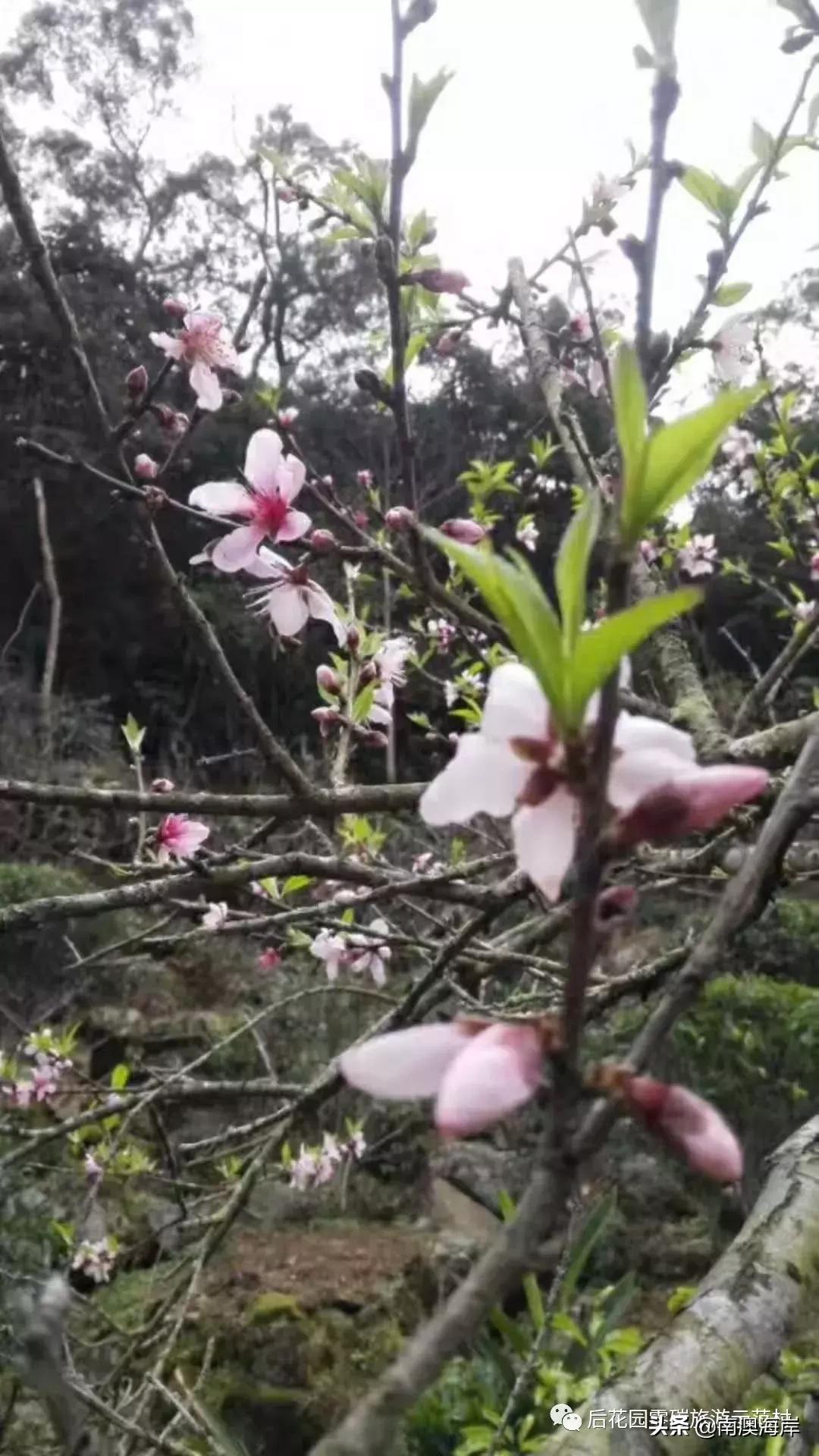 后花园旅游风景区,后花园古镇免费景点