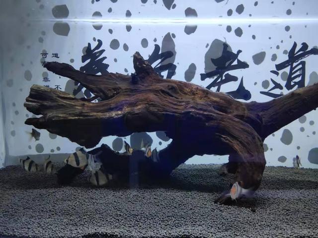 观赏鱼的鱼鳞掉了还能长回来么,观赏鱼鳞片脱落能活吗