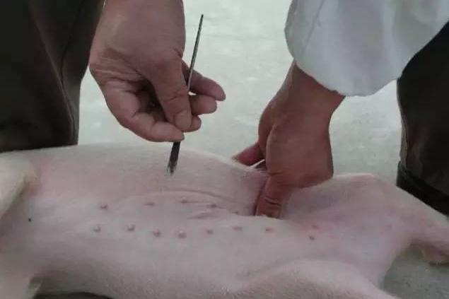 养猪技术技巧和经验直播,母猪养猪知识大全