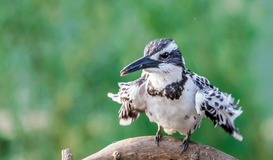 斑鱼狗捕鱼技巧,斑鱼狗捕鱼慢镜头