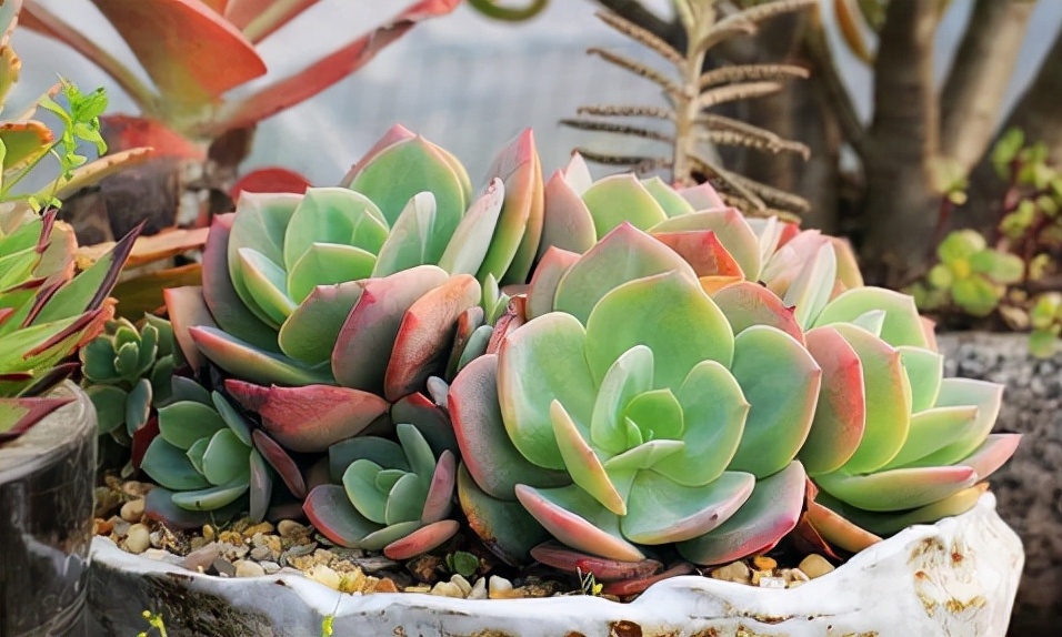 他养多肉10多年,总结出9个易出“高价老桩”的品种,适合新手