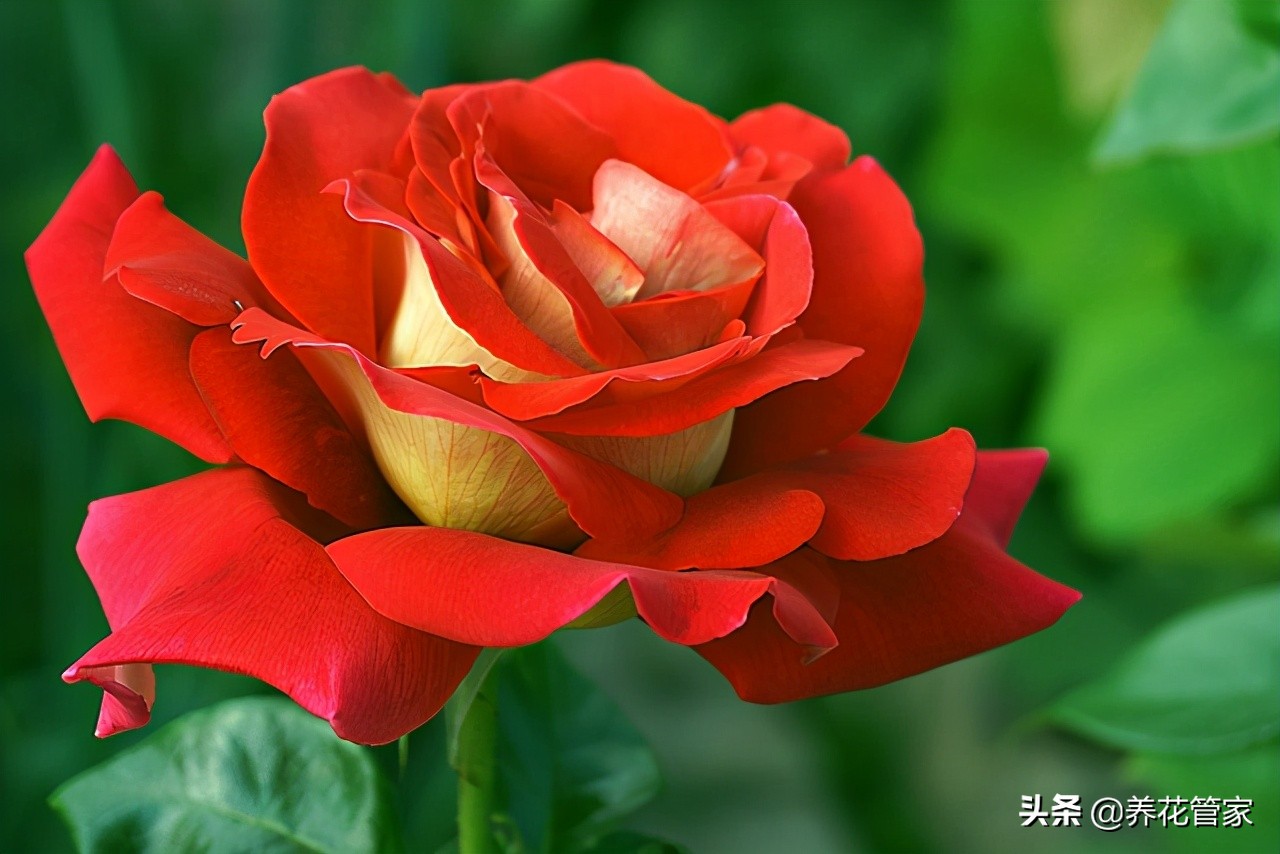 介绍月季的习性,月季花卉科普视频