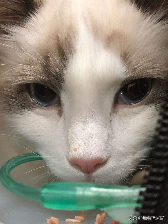 猫咪喉咙发炎会死吗,猫咪眼睛水肿是什么原因导致的