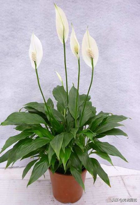 白掌冬季零下几度怎么养,白掌过冬时冻坏叶来年还能活么