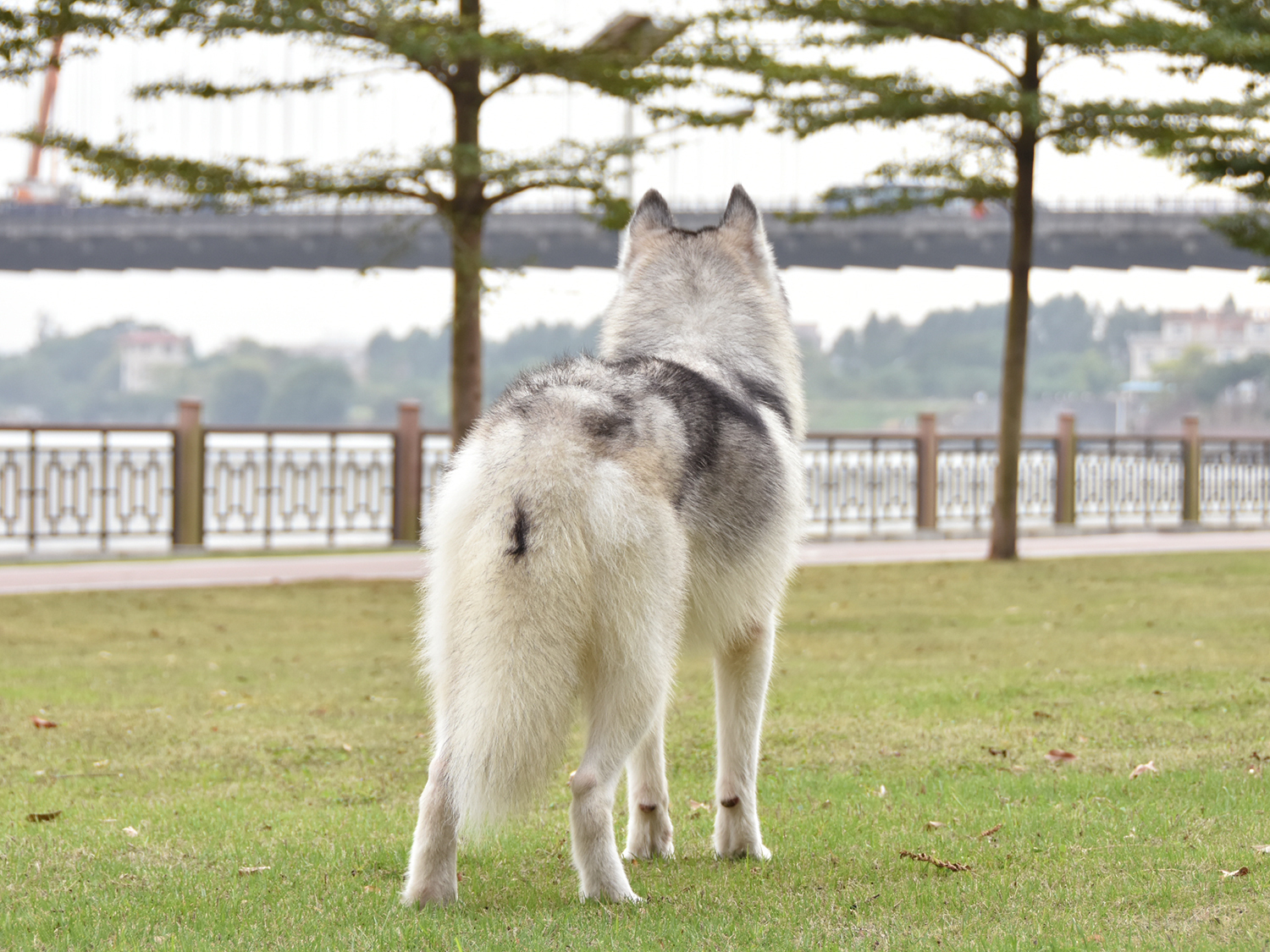 哈士奇俗称西伯利亚狼,哈士奇又叫雪橇狗