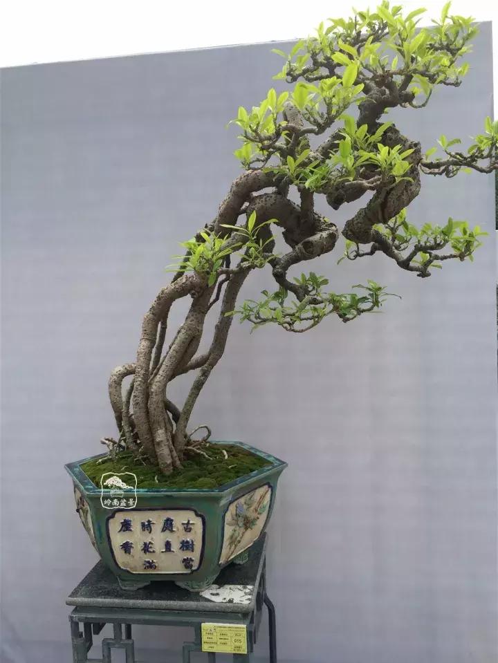 造型极美的盆景一起来欣赏,一组风吹出来的盆景欣赏动感十足