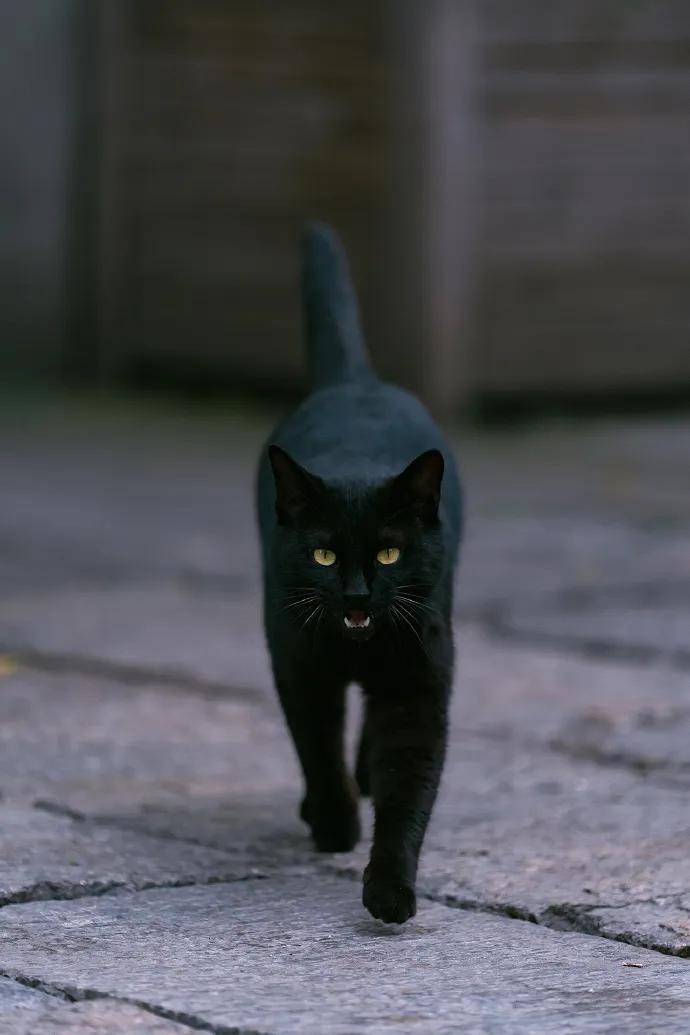 古代猫名字,古代猫的名字