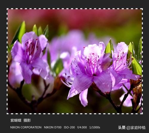 有种植物叫杜鹃,植物杜鹃