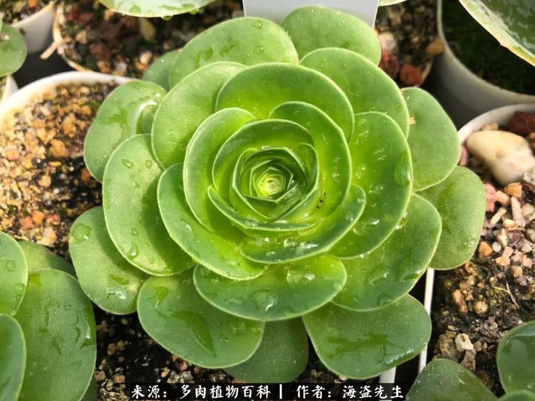 介绍多肉生长特点,多肉植物科普讲解图片视频