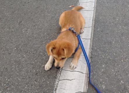 关于遛狗要拴绳,遛狗可以带点什么