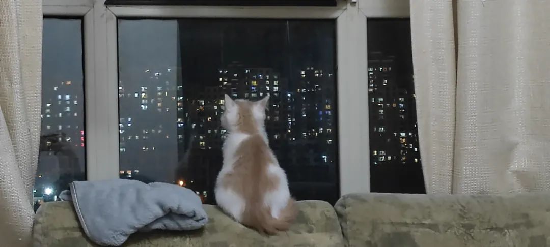 收养了一只流浪猫养了两天就丢了,养猫被好心人救助