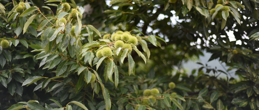 板栗干枯病怎么治,板栗树叶子发黄干枯怎么办