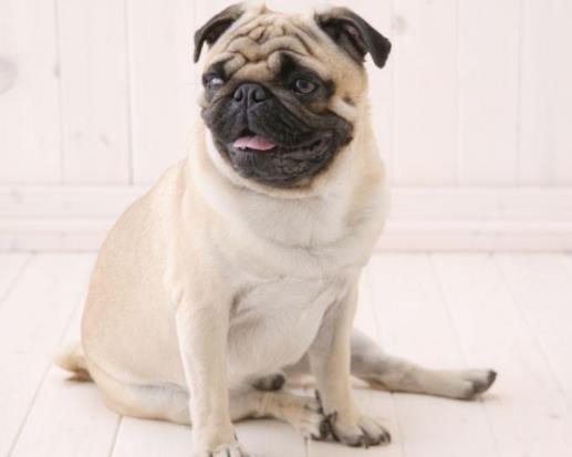 最受欢迎的10种宠物猫狗,十大最受欢迎的宠物排名