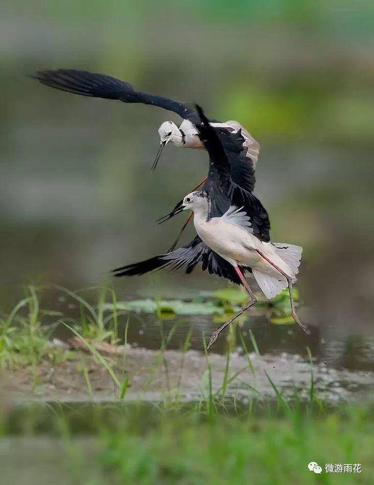 南京三桥湿地生态公园,南京三桥湿地公园