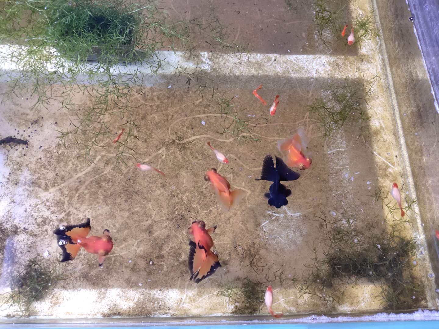 孔雀鱼要吃小鱼苗为什么还会爆缸,孔雀鱼和迷你鹦鹉哪个更容易爆缸