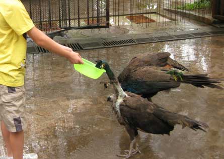 惨绿少年的近义词,惨绿少年成语解释