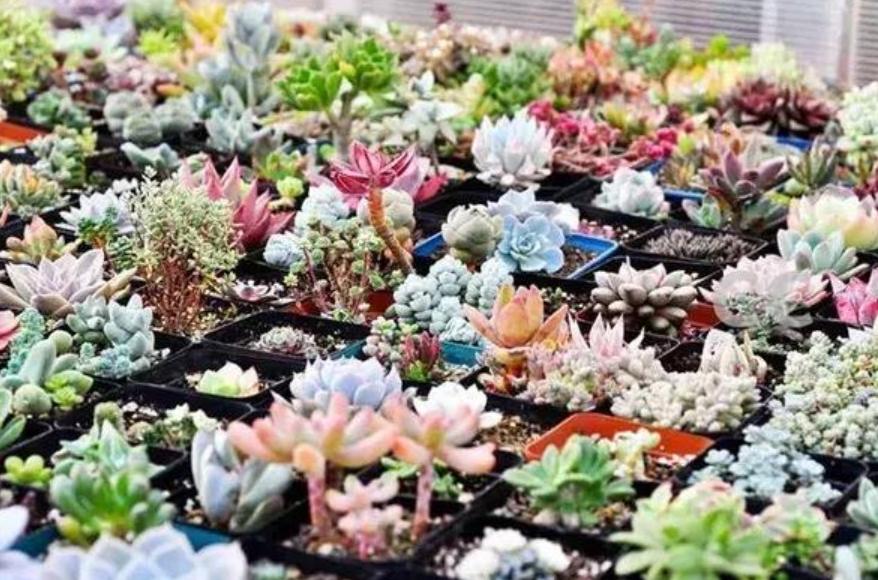 现在的天价多肉,多肉的由来和来历