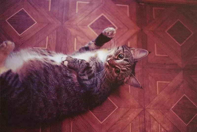 母猫怀孕了铲屎官升级了,猫咪怀孕了铲屎官应该怎么处理