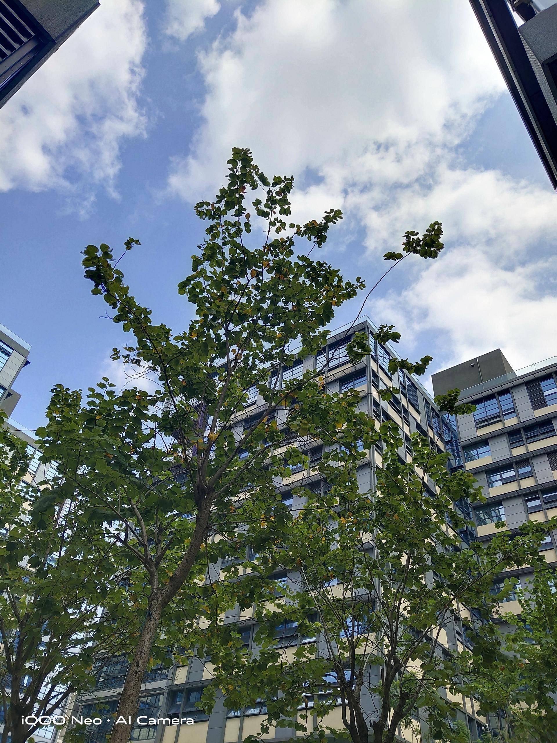 iqooneo855版与标准版外观细节,iqooneo855版和竞赛版谁更值得买