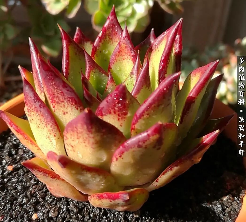 多肉的四季轮回,四季轮回多肉