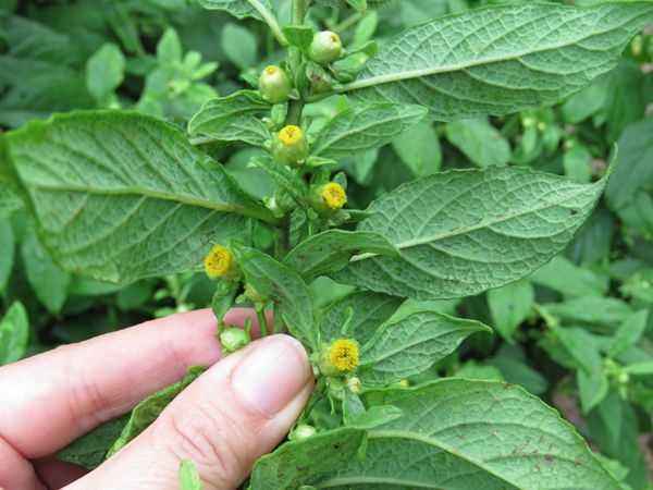 农村常见野草名称及作用,农村常见野草100块一斤