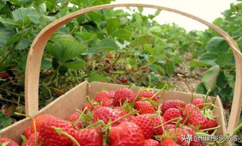 大棚草莓种植方法全过程视频露天,露天草莓开花结果时怎么管理