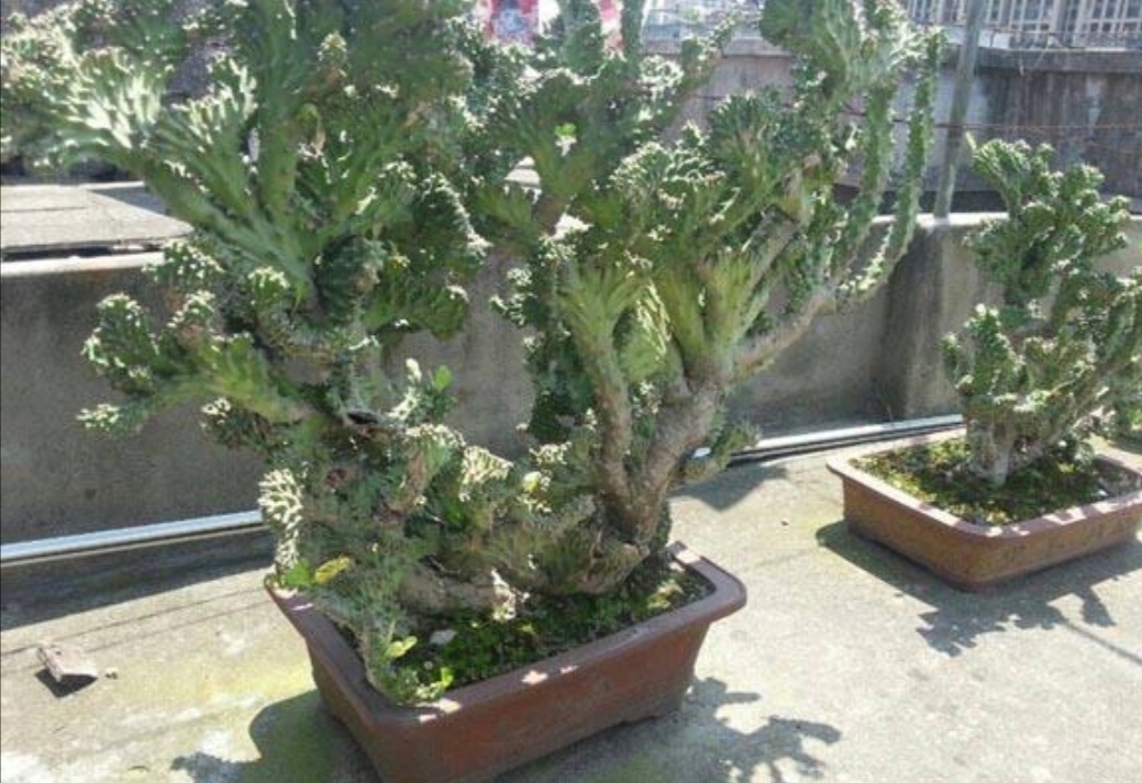 麒麟掌用什么盆栽最好,养麒麟该怎么样浇水