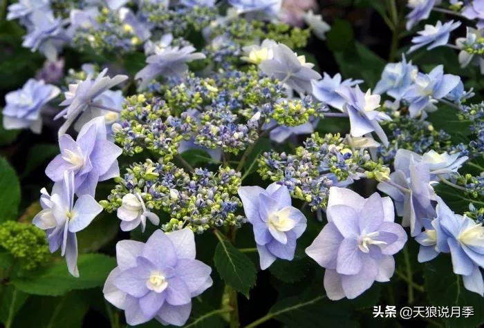 绣球季家里不缺花，全场8折迎初夏