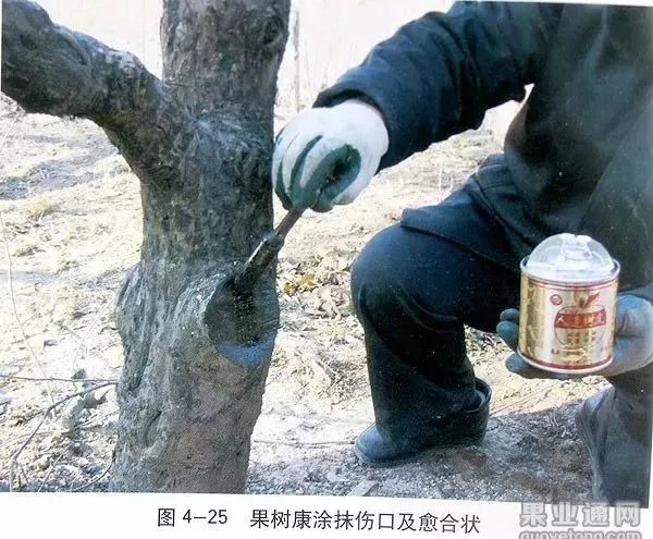 苹果树傻瓜式修剪技术详解,桃树傻瓜式修剪技术