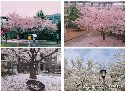 北京大学高颜值学霸,中国十大景色最美的大学