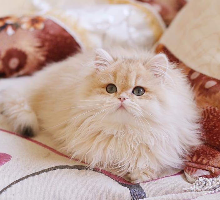 猫咪大便带血是怎样的,猫咪大便带血是怎么了