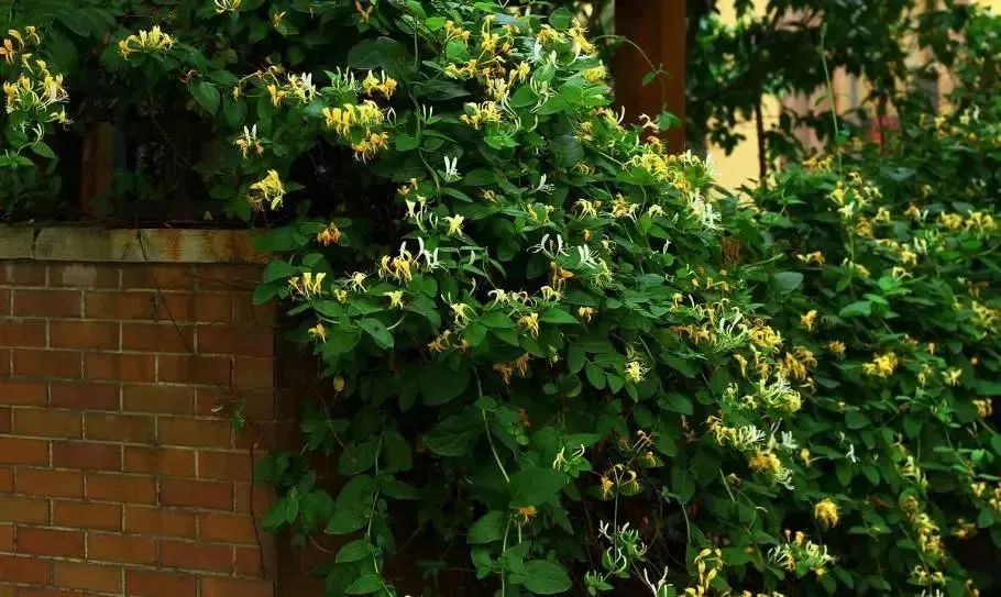 看到花的时候,不知是什么花?那就收下这份百花图谱