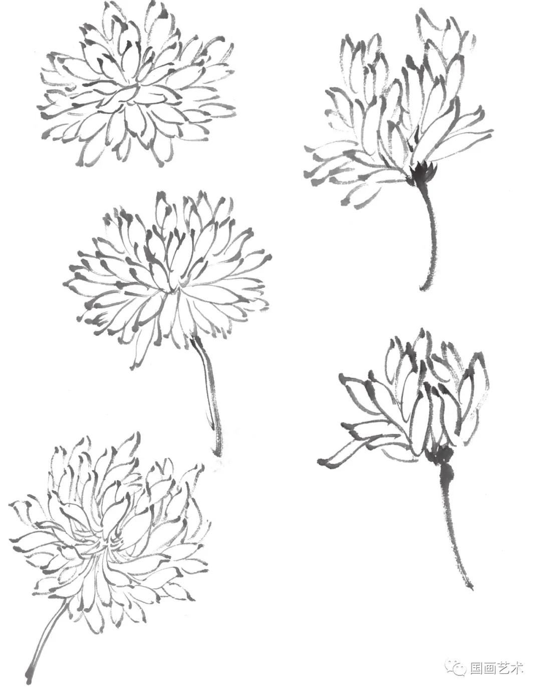 国画写意菊花龙爪菊,写意菊花画法教程简单