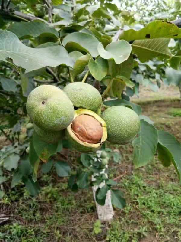 特早熟高产核桃,核桃硒府一号南方种植