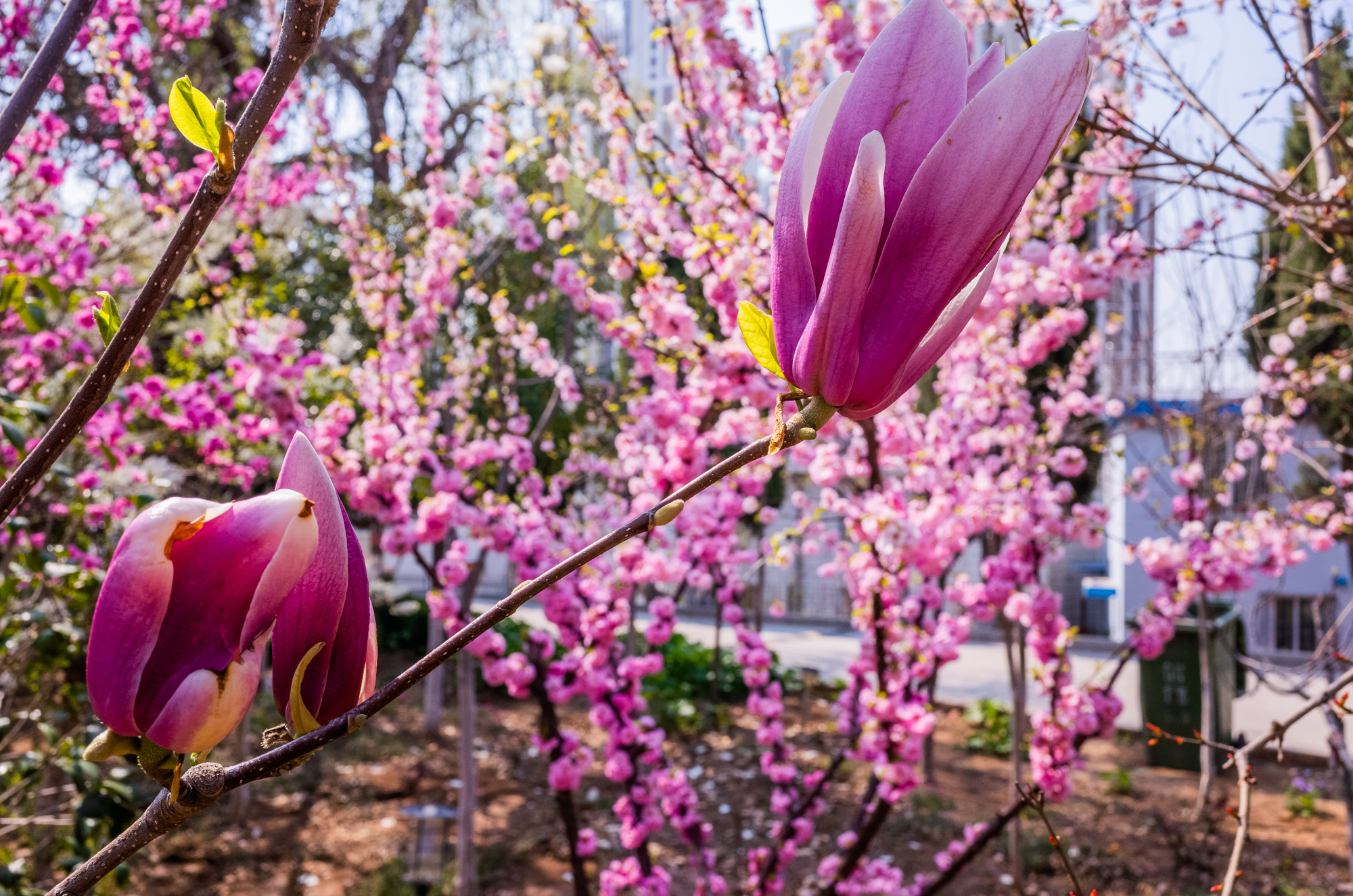 鍗庝负p30pro瀵规瘮鑻规灉12pro,鍗庝负p30pro瀵规瘮iphonese2