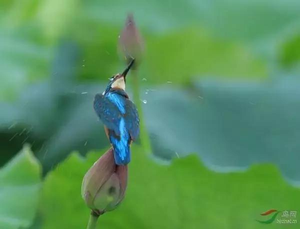 信阳老茶馆老家,信阳老茶