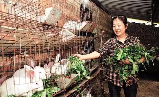 农村比较挣钱的小成本项目,在农村比较赚钱的项目
