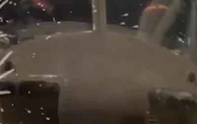 被做成表情包的柴犬doge,doge柴犬表情包万恶之源