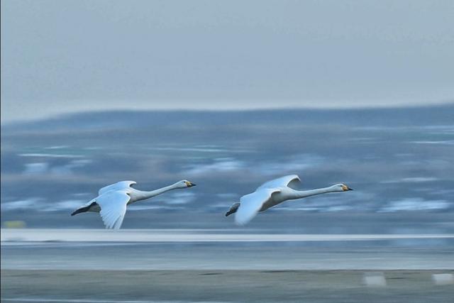 从宿州出发与天鹅相约