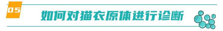 怀孕的母猫得猫瘟没流产,怀孕母猫得了猫鼻支会流产么