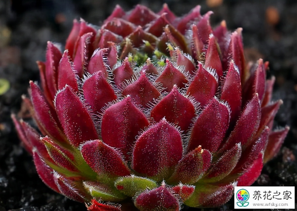 多肉植物的养殖方法大全,多肉植物最佳养殖方法图片