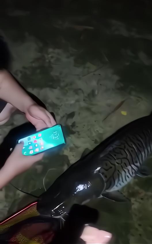 珠江河道出现600斤怪鱼,珠江发现怪鱼是什么鱼