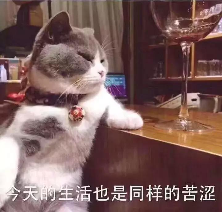 猫咪突然不爱吃猫粮了是怎么回事,猫咪突然不爱吃东西是什么原因