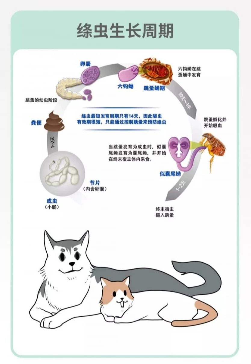 菊部周边长了个肉疙瘩,菊部旁边长了个肉疙瘩