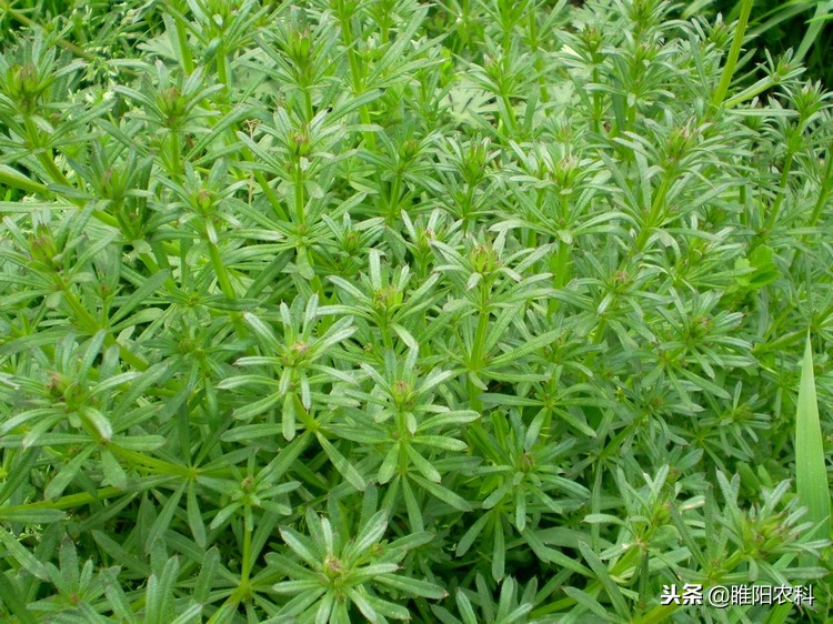 哪些除草剂对下茬小麦有影响,有什么除草剂打的麦子不受影响