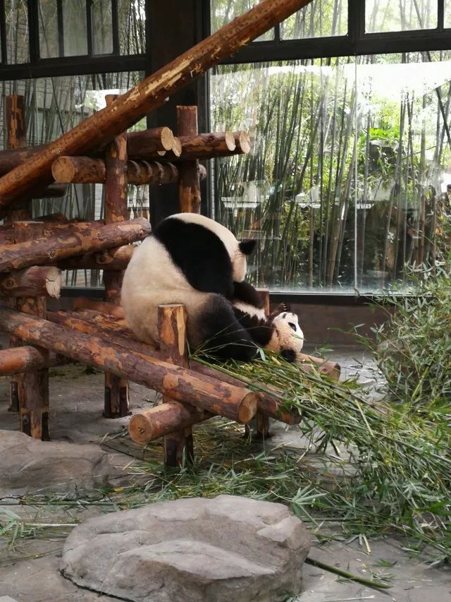 在上海迪士尼怎么玩比较快呢,在上海迪士尼玩一整天